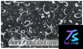 China marble, Black Fossil